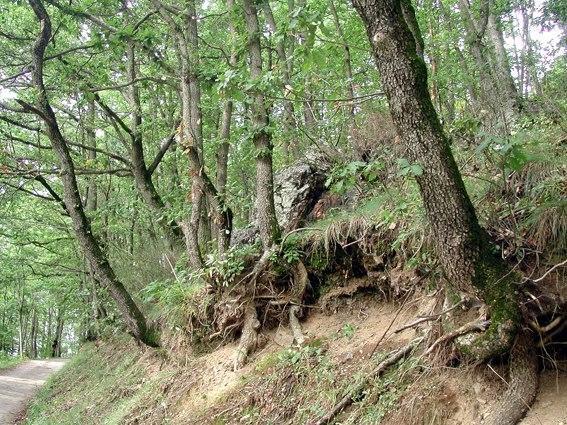 Can Janpere II Daire Pardines Dış mekan fotoğraf